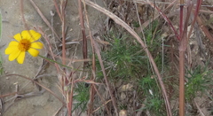 Thymophylla tenuiloba