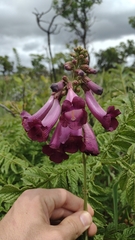 Jacaranda rufa