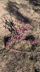 Amaranthus fimbriatus