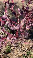 Amaranthus fimbriatus