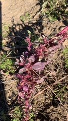 Amaranthus fimbriatus