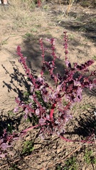 Amaranthus fimbriatus