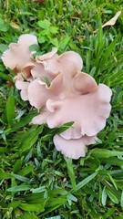Fungi