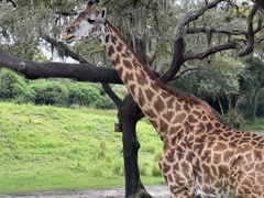 Giraffa