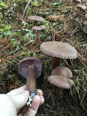 Laccaria amethysteo-occidentalis