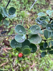 Wikstroemia retusa