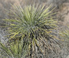 Yucca elata verdiensis