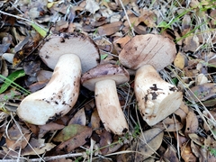 Tylopilus indecisus