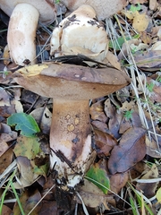 Tylopilus indecisus