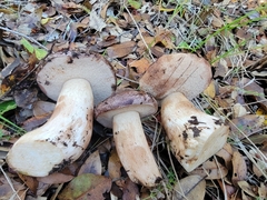 Tylopilus indecisus