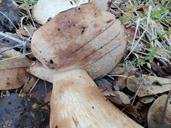 Tylopilus indecisus