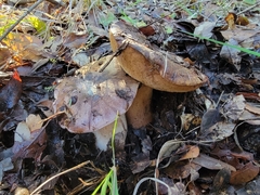 Tylopilus indecisus