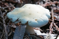 Leucopaxillus