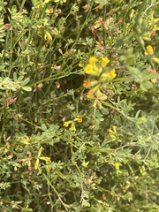 Acmispon junceus junceus