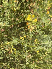 Acmispon junceus junceus