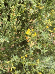 Acmispon junceus junceus