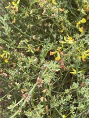 Acmispon junceus junceus