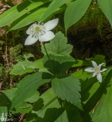 Anemonastrum deltoideum