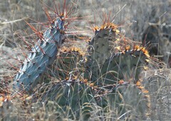 Opuntia phaeacantha