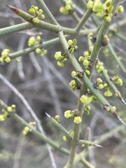 Adolphia californica