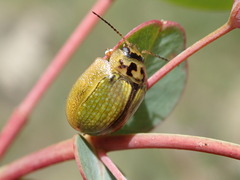 Paropsisterna agricola