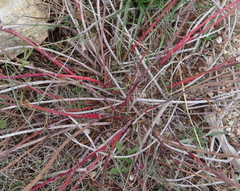 Stillingia texana