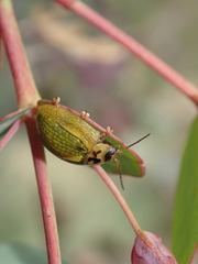 Paropsisterna agricola