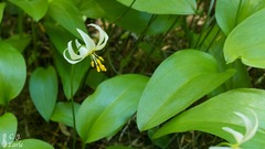 Erythronium montanum