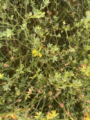 Acmispon junceus junceus