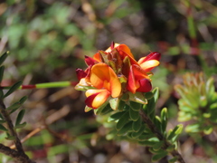 Pultenaea tuberculata