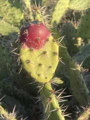 Opuntia semispinosa