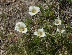 Calochortus subalpinus