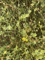 Acmispon junceus junceus