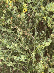 Acmispon junceus junceus