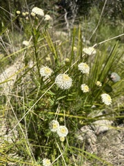 Pimelea treyvaudii
