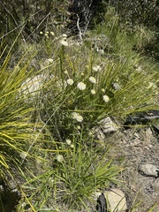 Pimelea treyvaudii