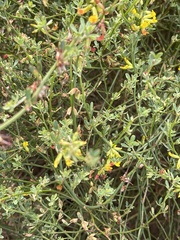 Acmispon junceus junceus