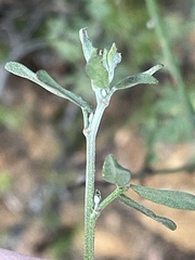 Acmispon glaber