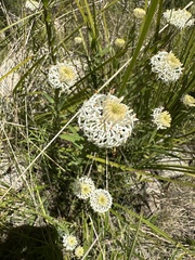 Pimelea treyvaudii