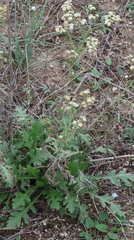 Parthenium confertum