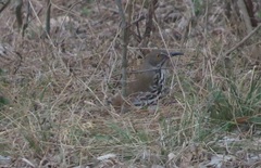 Toxostoma longirostre