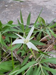 Rhynchospora colorata