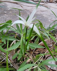 Rhynchospora colorata