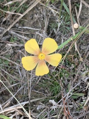 Linum berlandieri