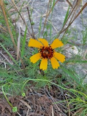 Thelesperma filifolium
