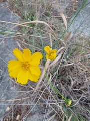 Thelesperma simplicifolium