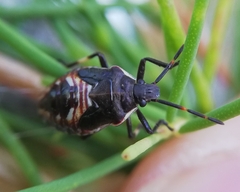 Oechalia schellenbergii