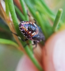 Oechalia schellenbergii