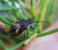 Oechalia schellenbergii