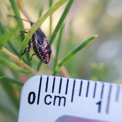 Oechalia schellenbergii